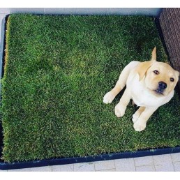 PetZolla KIT XL - Lettiera per cani in erba + Vassoio PetTray per  contenerla, traversina comoda e NATURALE, Cuccia in VERO PRATO, interno  misura XL (100x80 cm) : : Prodotti per animali domestici