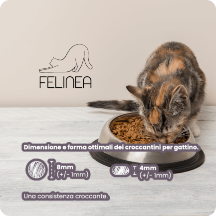 Felinea Kitten Huhn und Pute getreidefrei für Kätzchen