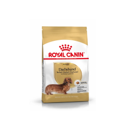 Dachshund Adult (Bassotto)