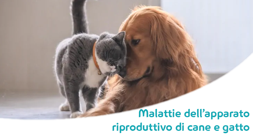 sintomi tumore alla prostata caney