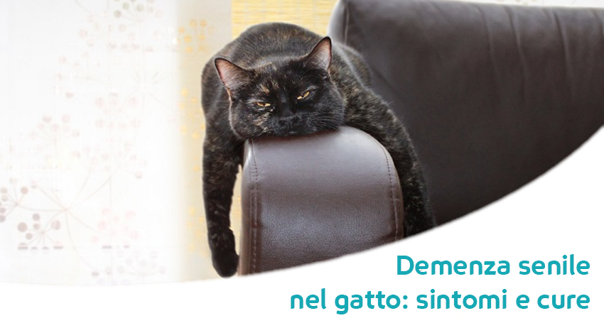 Demenza Senile Il Gatto Non Si Lava Più Dorme Sempre E Miagola Di
