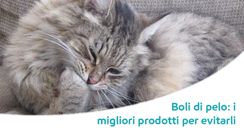 i gatti vomitano molto i gatti vomitano molto
