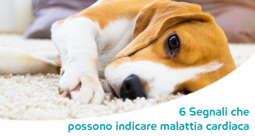 Patologia Cardiaca Nel Cane I Segnali E Le Cause Da Non
