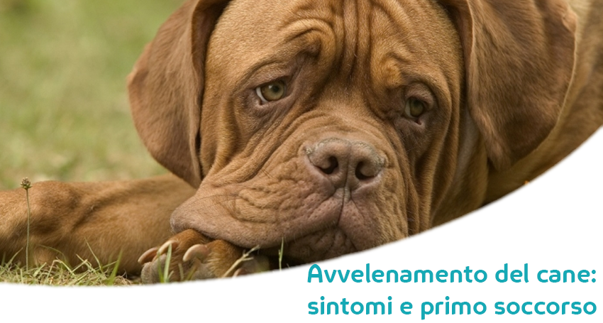 Avvelenamento Del Cane Sintomi Cure E Cosa Fare Subito