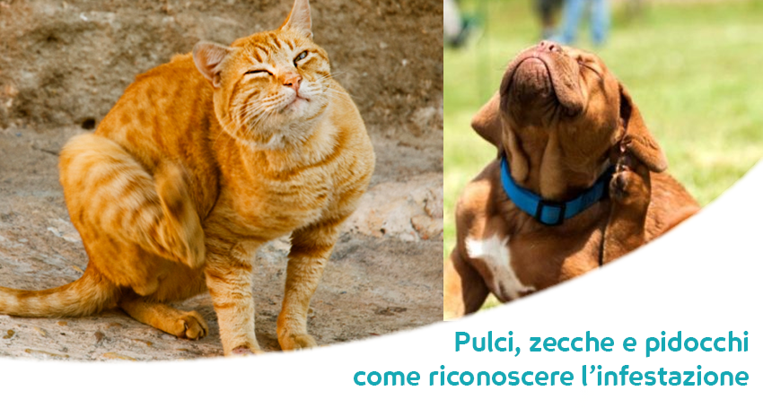 Come Eliminare Le Pulci Le Zecche E I Parassiti Soluzioni Pratiche