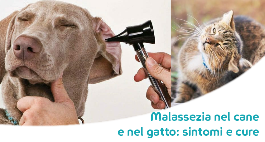 Malassezia Tra Le Manifestazioni Di Dermatiti Delle Orecchie E Del Pelo Piu Diffuse Tra Cani E Gatti