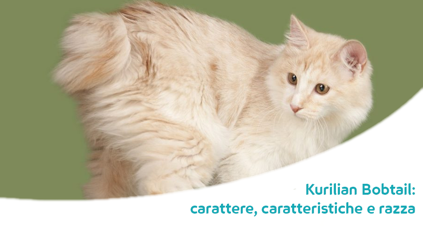 Kurilian Bobtail Il Gatto Con La Coda Particolare Carattere