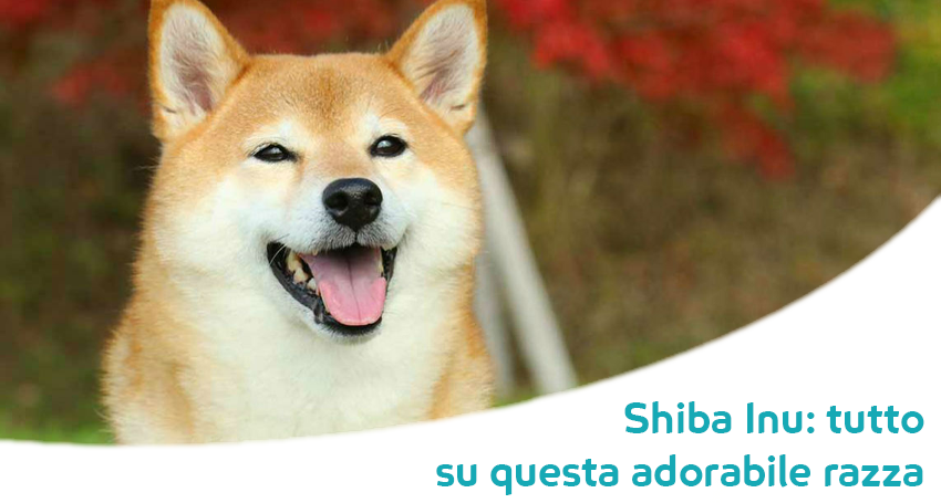 Cane Shiba Inu Carattere Caratteristiche E Particolarita Di