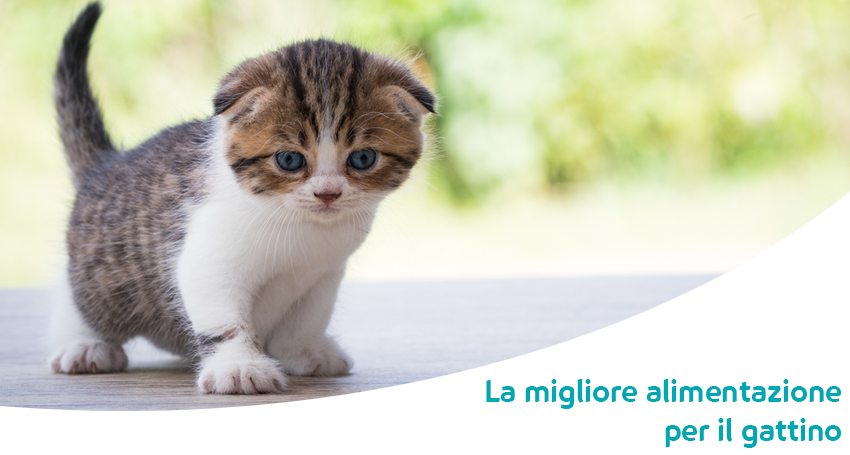 Cosa Deve Mangiare Un Gattino Le Migliori Crocchette Ed Umidi Per Gattini