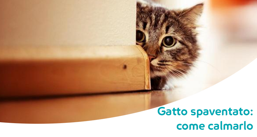 Gatto Spaventato Come Avvicinarlo Come Calmarlo E Come Riconoscere Le Sue Emozioni
