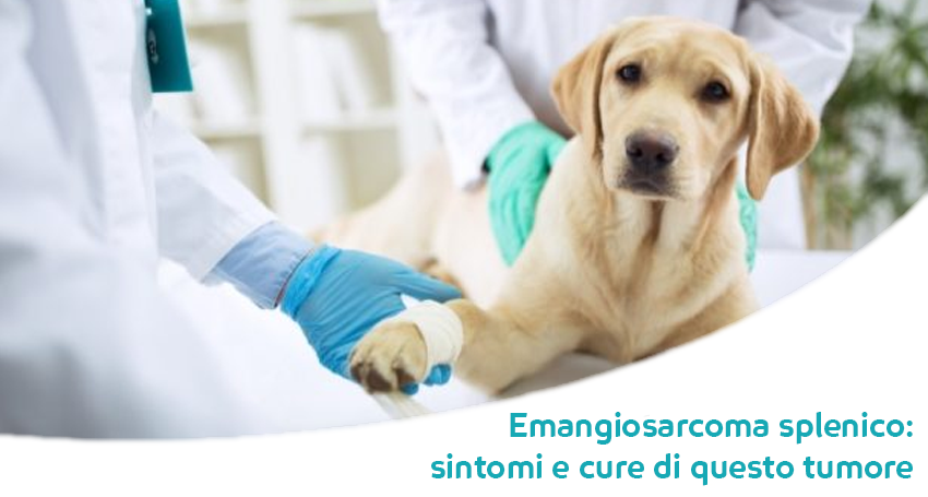 Emangiosarcoma Splenico Della Milza Del Cane Tra I Tumori