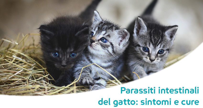 parassiti gatti