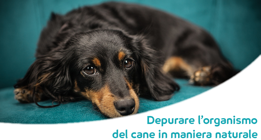Come Disintossicare Il Cane Dalle Tossine Contenute Nel Cibo