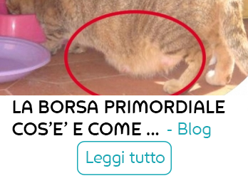 calcoli e prostatite cane for sale