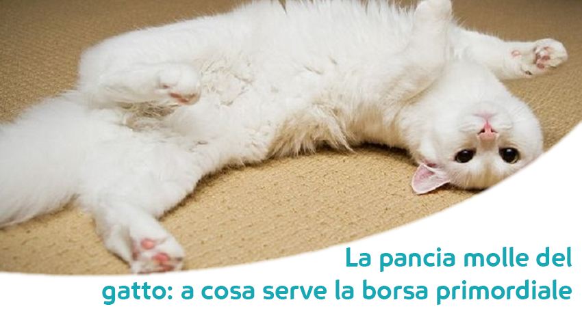 Pancia Molle Del Gatto Non Ciccia Ma Anatomia Felina Paco