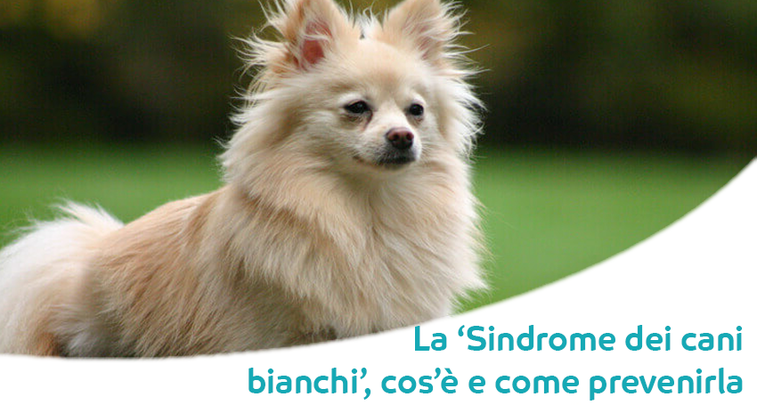 Sindrome Dei Cani Dal Manto Bianco Sindrome Di Shaker O Sindrome Del Tremore Paco