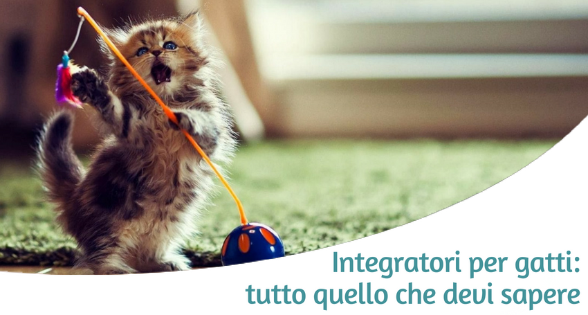 Integratori Per Gatto Come Funzionano Anti Stress Per I