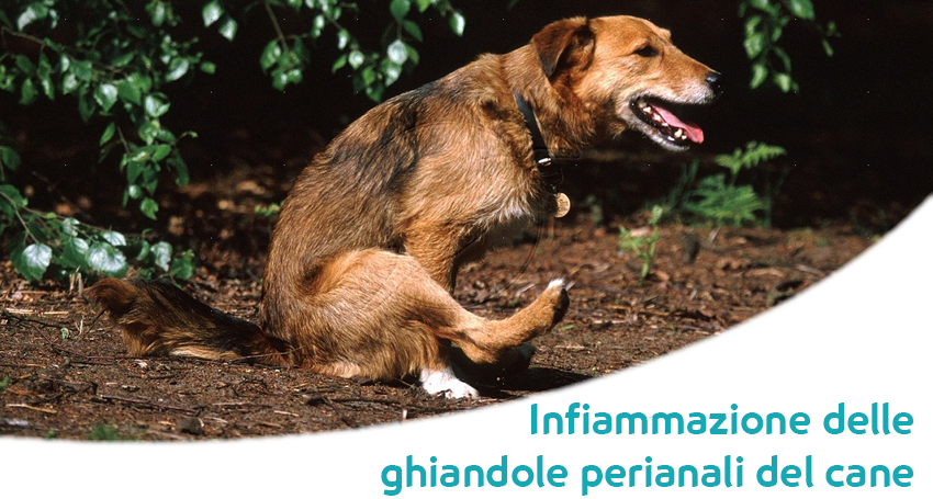 Ghiandole Perianali Del Cane Ascesso Infiammazione E Cure