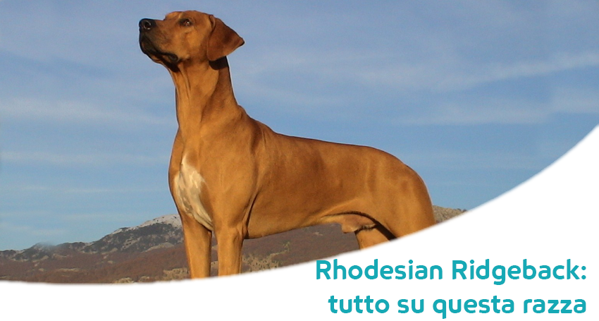 Recinti per bambini usati