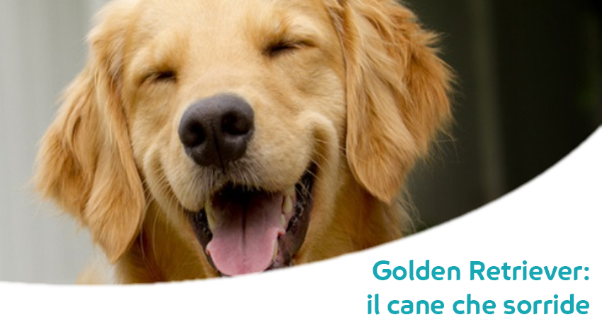 Golden Retriever Caratteristiche Carattere E Razza