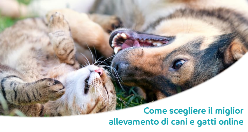 I Migliori Allevamenti Di Cuccioli E Gattini Online Come Trovare Quello Giusto Paco