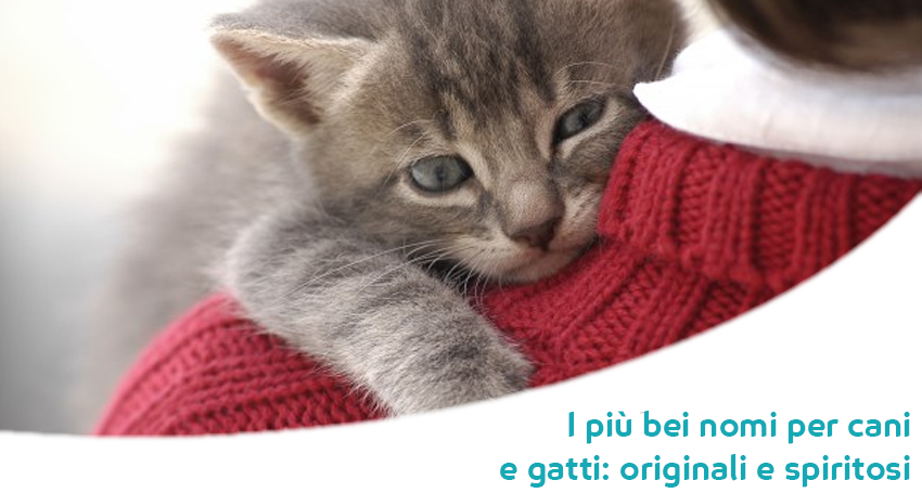 Come Scegliere Il Nome Giusto Per Cane E Gatto Originale Ed Alla Moda Paco