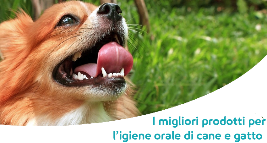 I Migliori Prodotti Per Prevenire E Curare Malattie Della Bocca Di Cane E Gatto Paco