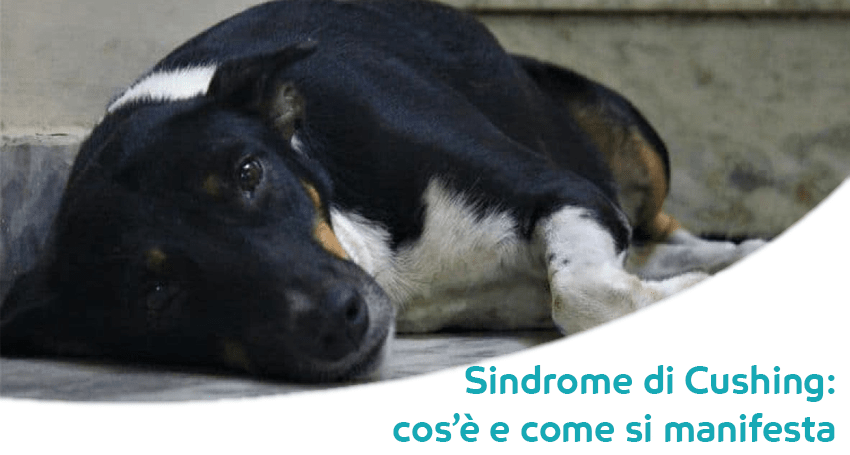 Sindrome Di Cushing Nel Cane Cosè Come Si Riconosce E
