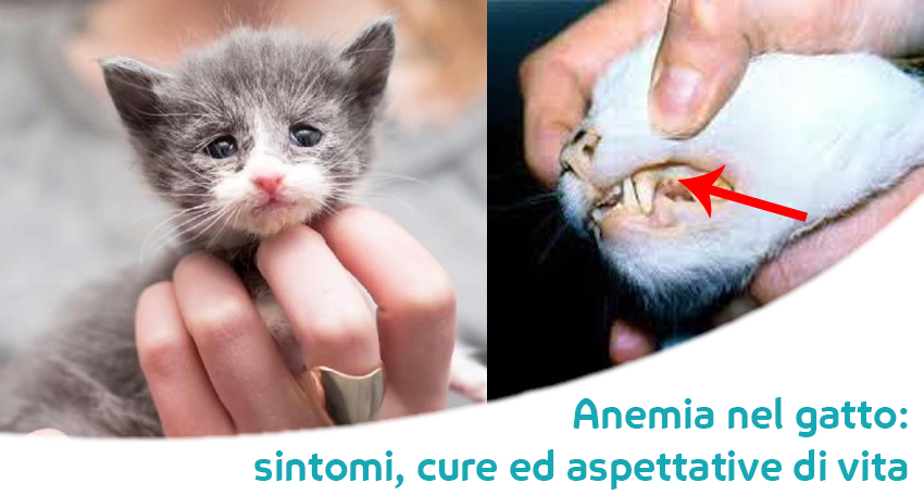 Anemia Nel Gatto Dieta Da Seguire Prevenzione E Aspettative Di Vita