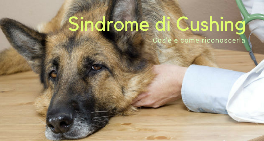 Sindrome Di Cushing Nel Cane Cosè Come Si Riconosce E