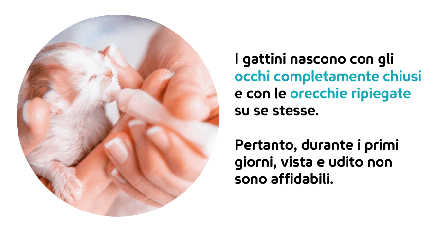 Gattini: come prendersi cura dei cuccioli di gatto