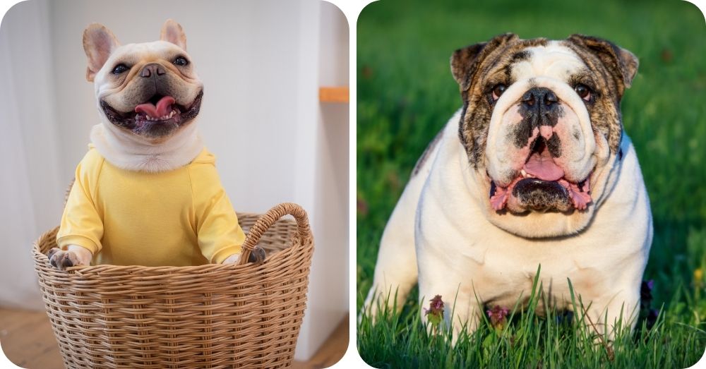 Custodia Per Libri Con Stampa Bulldog - Tema 'Peace Love Bulldogs', Regalo Per Amanti Cani - Foto 10