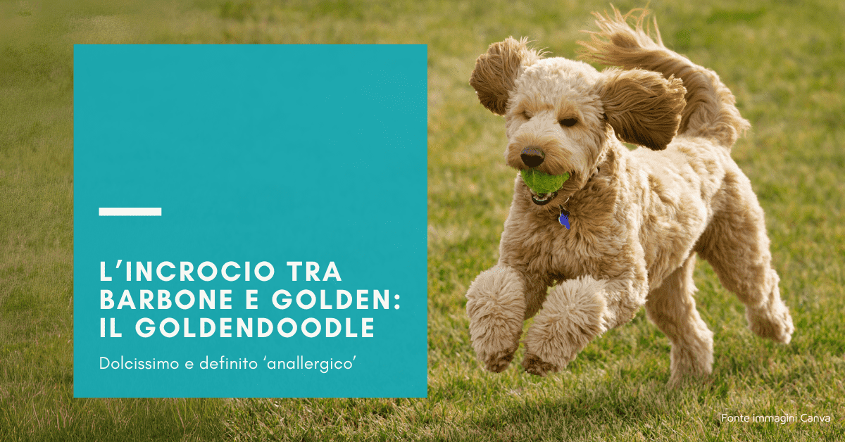 GOLDENDOODLE: L'ADORABILE INCROCIO TRA GOLDEN RETRIEVER E BARBONE