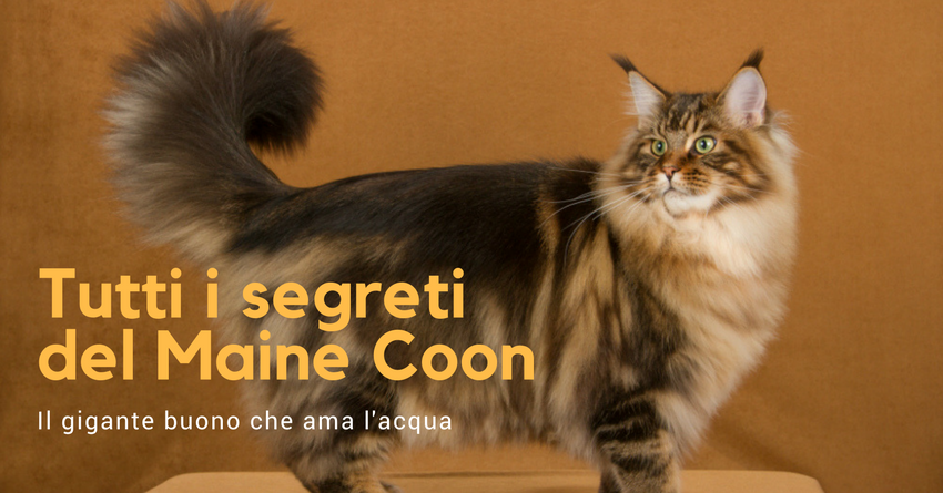 Tutte Le Caratteristiche Le Curiosità E La Storia Del Maine Coon