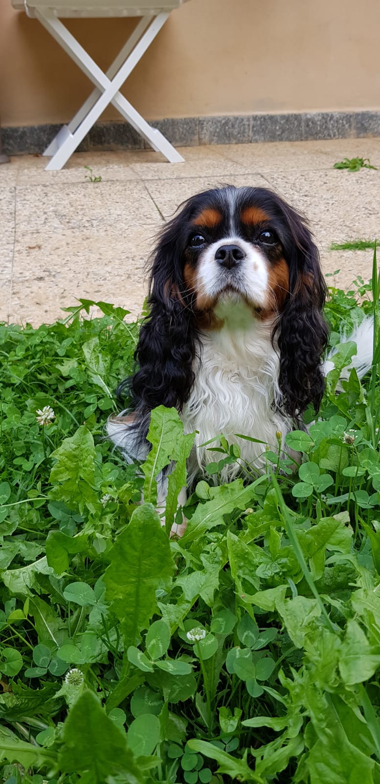 Cavalier King Il Cane Dei Principi Storia E Caratteristiche Di