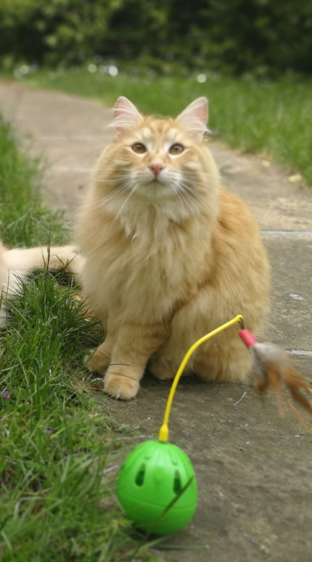 Kurilian Bobtail Il Gatto Con La Coda Particolare Carattere