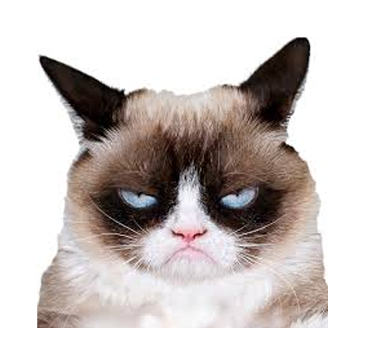 Risultati immagini per grumpy cat