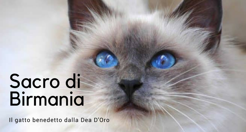 Il Sacro Di Birmania Caratteristiche Carattere Leggende E Storia