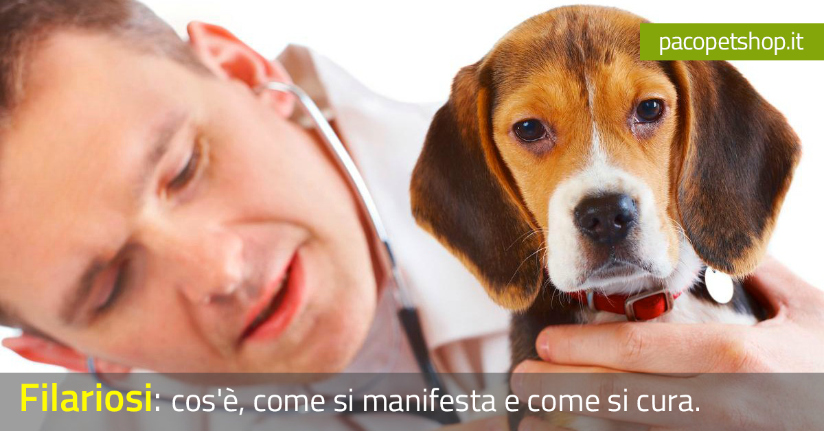 FILARIOSI: COS'È, COME SI MANIFESTA E COME SI CURA