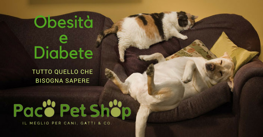 dieta canina veterinaria dieta controllo peso felino secco cibo per gatti