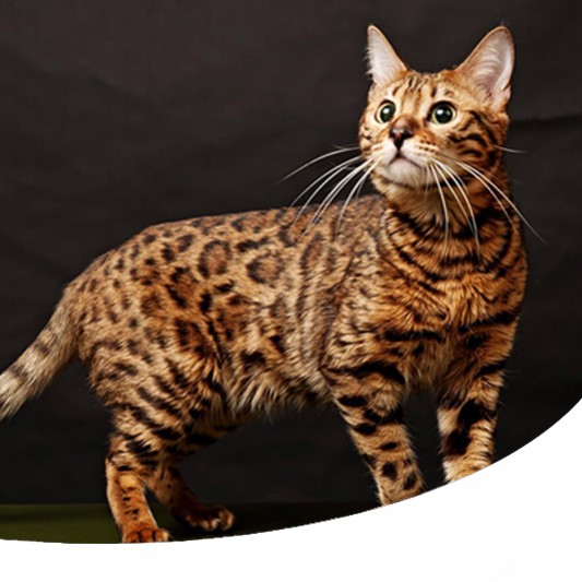 Bengal O Gatto Del Bengala Storia E Carattere Di Questa Razza Felina