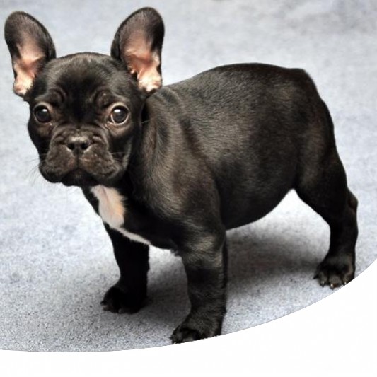 Caratteristiche Curiosità Storia Del Bouledogue Francese