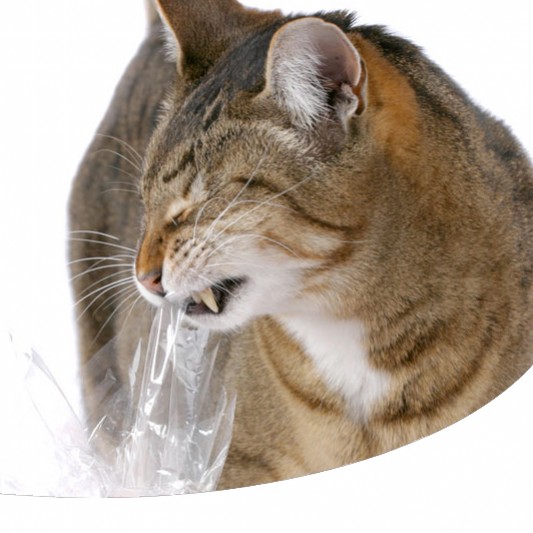 Lallotriografia O Pica Porta Cane E Gatto A Mangiare Plastica E