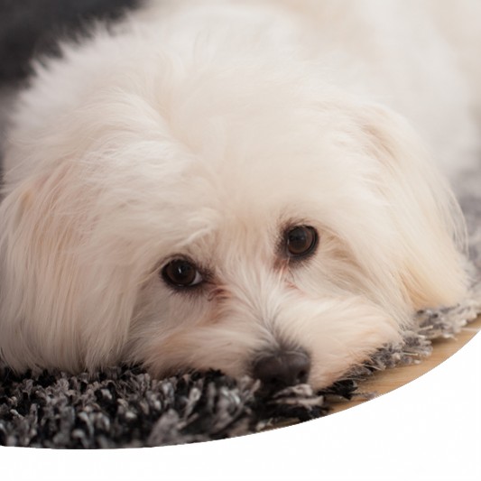 Sindrome Dei Cani Dal Manto Bianco Sindrome Di Shaker O Sindrome