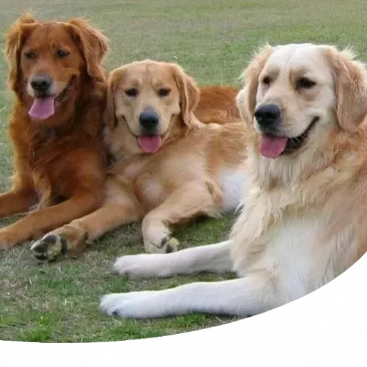 Golden Retriever Caratteristiche Carattere E Razza