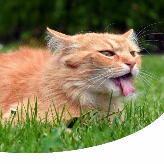 Malattie Cardiache Del Gatto Sintomi E Cure Paco