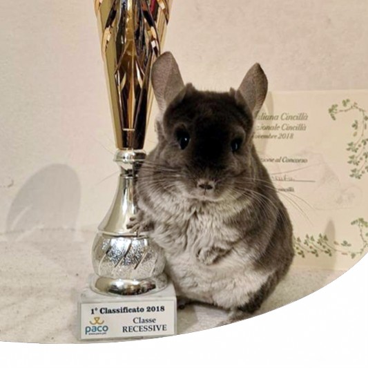 Pets Expo and Show di Bologna la fiera di cani, gatti, cincillà e