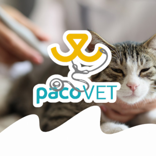 Malattia Renale Cronica O Insufficienza Renale Di Cane E Gatto I