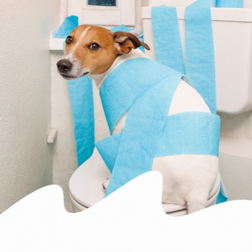 Diarrea nel cane diversi tipi, cause e quando preoccuparsi