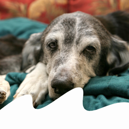 Avvelenamento Del Cane Sintomi Cure E Cosa Fare Subito